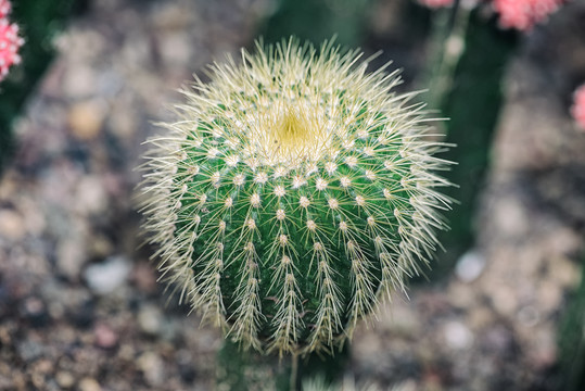 重庆南山植物园仙人掌特写