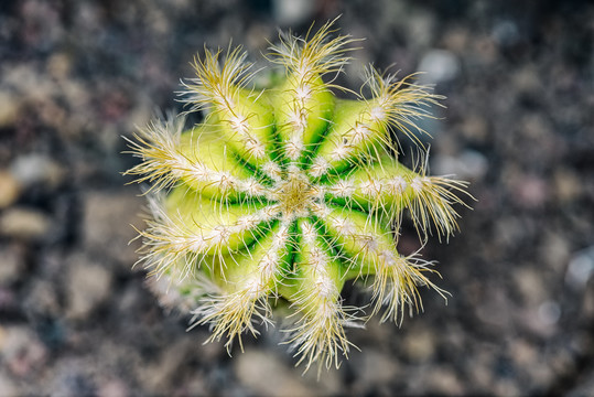 重庆南山植物园仙人掌特写