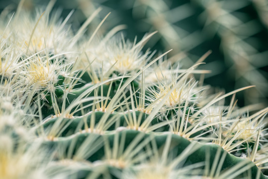 重庆南山植物园仙人掌特写