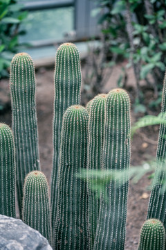 重庆南山植物园仙人掌特写