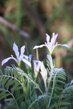 白花马蔺