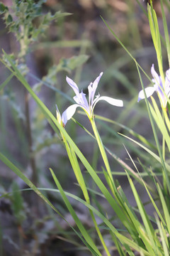 白花马蔺