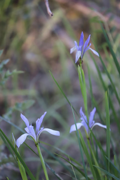 白花马蔺