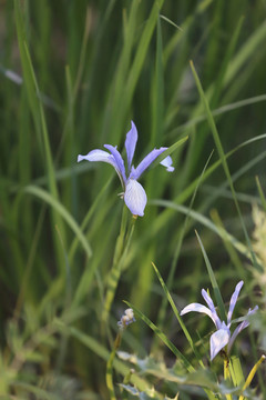 白花马蔺