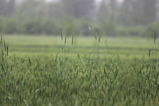 美丽的田野