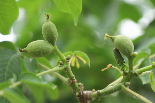 核桃树挂果