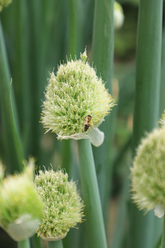 葱花上的蜜蜂
