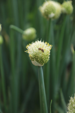 葱花上的蜜蜂