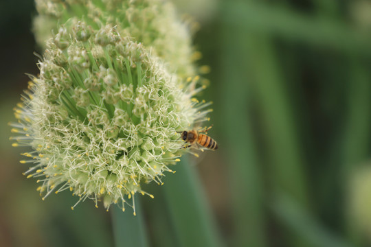 葱花里的蜜蜂