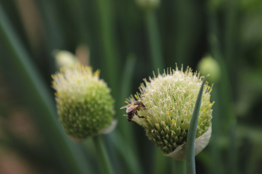 葱花里的蜜蜂