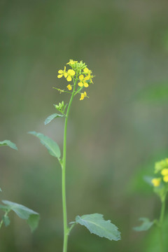 金黄色的油菜花