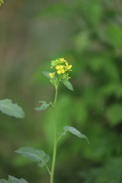 金黄色的油菜花