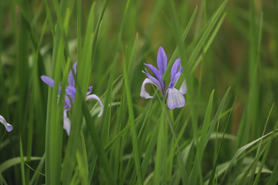 白花马蔺