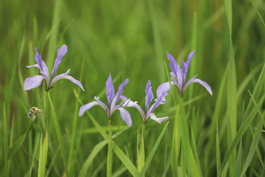 白花马蔺