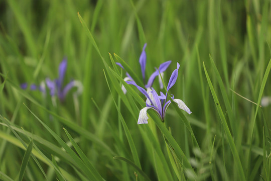 白花马蔺