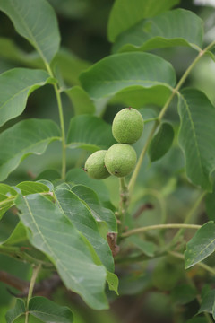 原生核桃