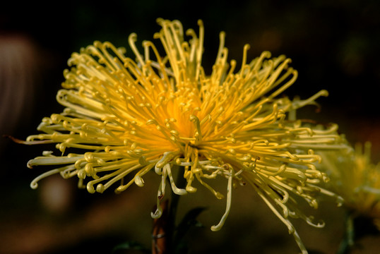 黄菊花