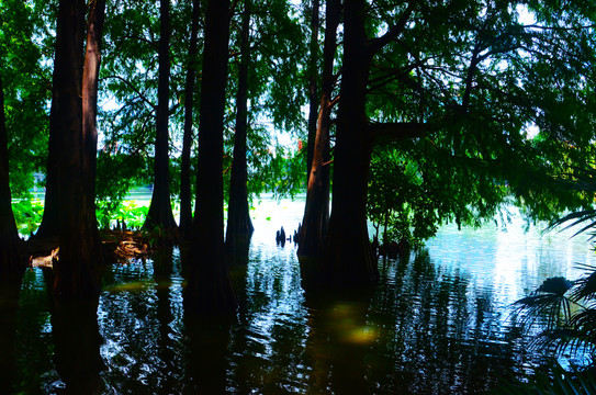 湖水中的树木