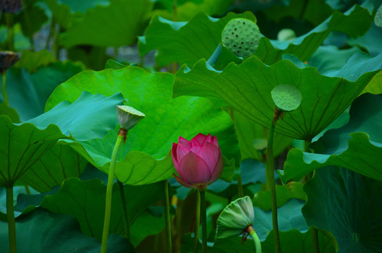 莲花莲蓬