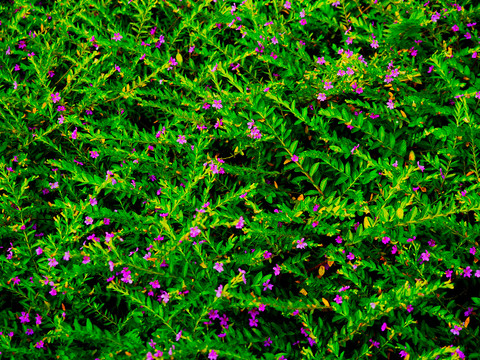 小紫花