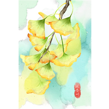 水彩風(fēng)格中草藥植物銀杏葉插畫
