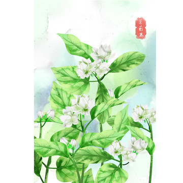 水彩風(fēng)格中草藥植物茉莉花插畫