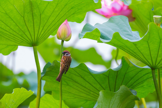 麻雀与荷花