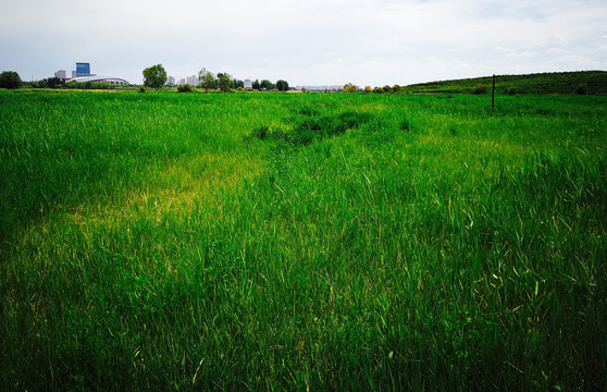 内蒙古包头赛汗塔拉城中草原