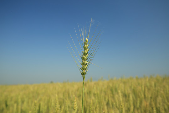 麦穗