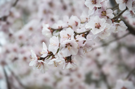 春天盛开的山桃花
