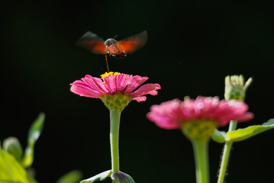 百日菊