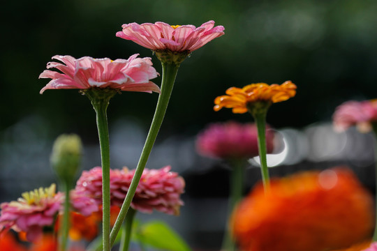 百日菊