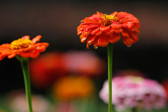 百日菊