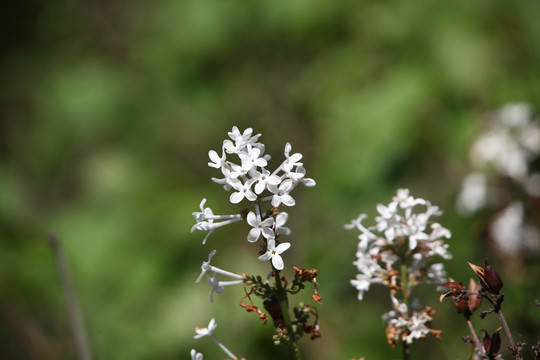 丁香花