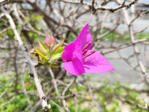 深圳市市花