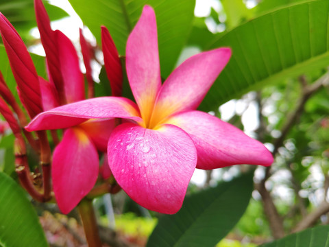 红花鸡蛋花