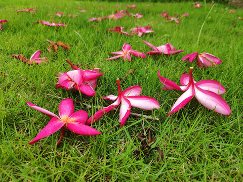 鸡蛋花