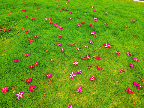 鲜花草地背景