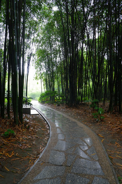 竹林道路