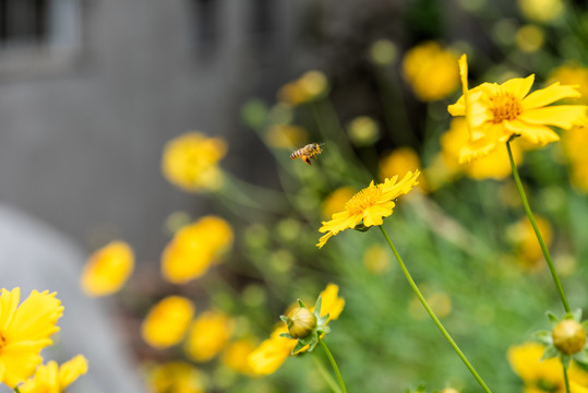 蜜蜂采蜜金鸡菊花特写