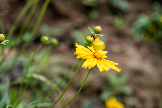 蜜蜂采蜜金鸡菊花特写