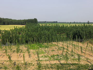 田野