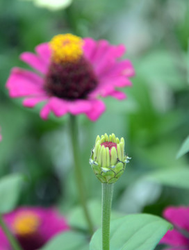 花草蝴蝶