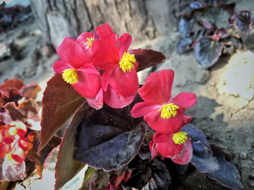 花儿两三朵