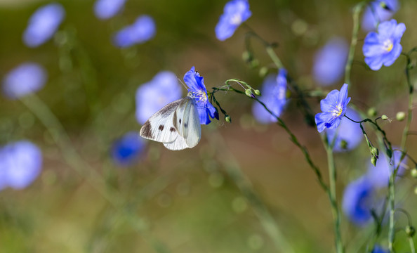 亚麻花