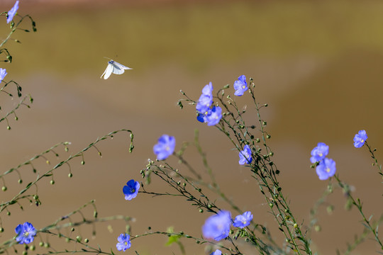 亚麻花