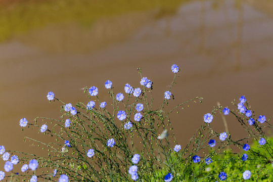 亚麻花