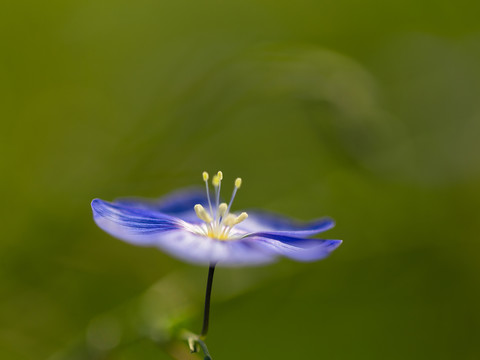 亚麻花