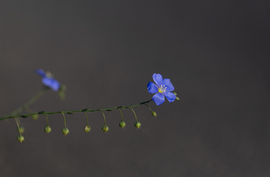 亚麻花