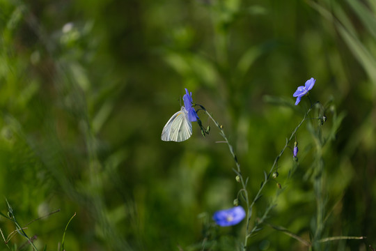 亚麻花